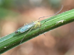 Chironominae