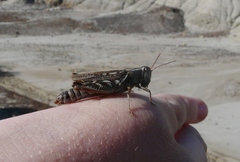Melanoplus gladstoni