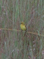 Anomalospiza imberbis
