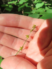 Carex rosea
