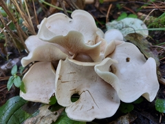 Pleurocybella porrigens