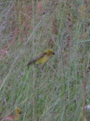 Anomalospiza imberbis