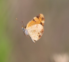 Phyciodes tharos