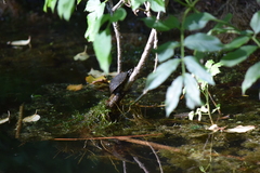 Sternotherus odoratus