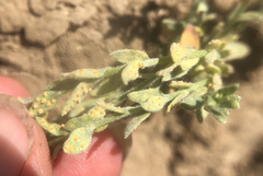 Puccinia cressae