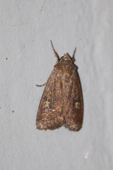 Xestia xanthographa