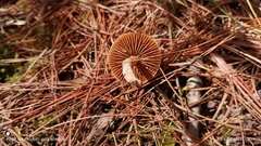 Nolanea