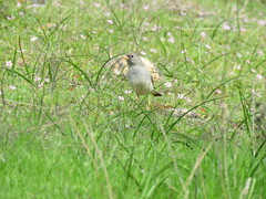 Rhopospina alaudina