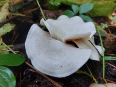 Pleurocybella porrigens