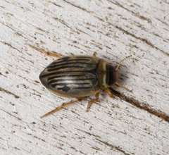 Hygrotus punctilineatus