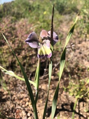 Gladiolus orchidiflorus