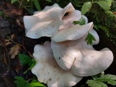 Pleurocybella porrigens