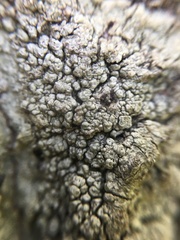 Pertusaria