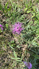 Centaurea stoebe