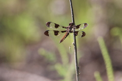 Plathemis lydia