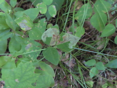 Amphicarpaea bracteata