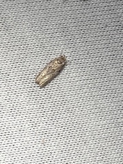 Blastobasis glandulella