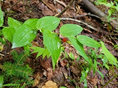 Streptopus amplexifolius