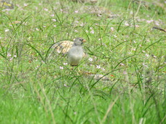 Rhopospina alaudina