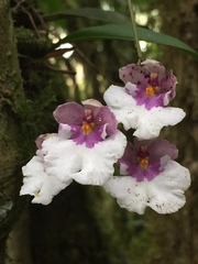 Caucaea