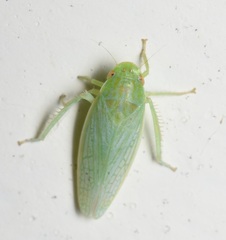 Gyponana