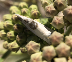 Acontia coquillettii