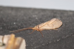 Onocosmoecus unicolor
