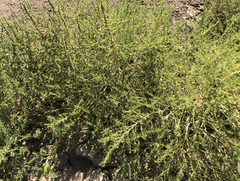 Amaranthus albus