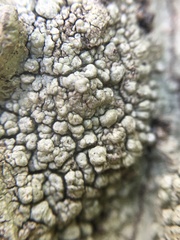 Pertusaria