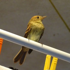 Lathrotriccus euleri