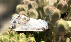 Acontia coquillettii