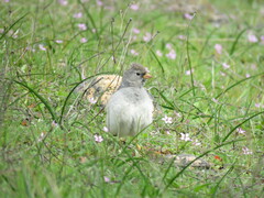 Rhopospina alaudina