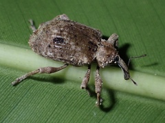 Phelypera distigma image