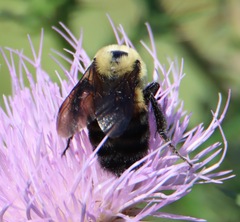 Bombus griseocollis
