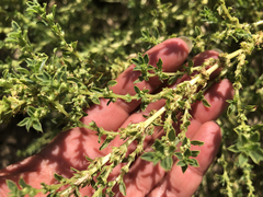 Amaranthus albus