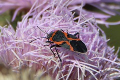 Lygaeus kalmii