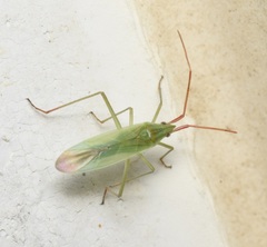 Trigonotylus