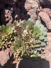Plantae