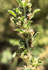 Amaranthus albus