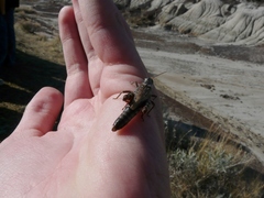 Melanoplus gladstoni