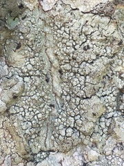 Pertusaria