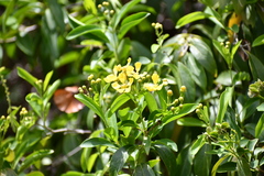 Callaeum macropterum