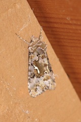 Autographa corusca