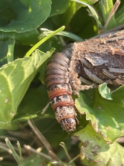 Thyridopteryx ephemeraeformis