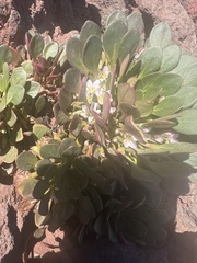 Plantae