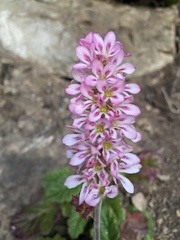 Francoa appendiculata