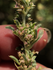 Amaranthus albus