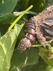 Thyridopteryx ephemeraeformis