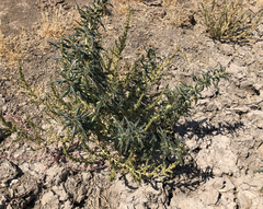 Xanthium spinosum