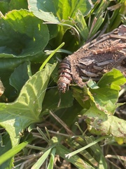 Thyridopteryx ephemeraeformis